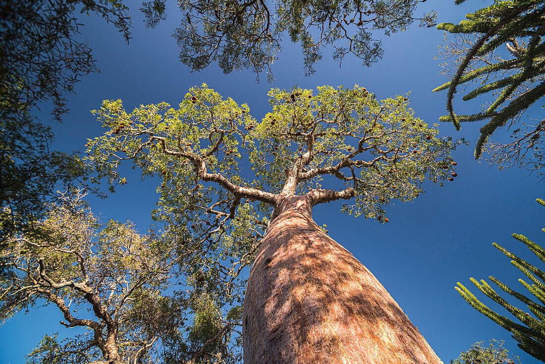 Baobab tree in Spiny Forest, Parc Mosa a Mangily, Ifaty, South West Madagascar, Africa