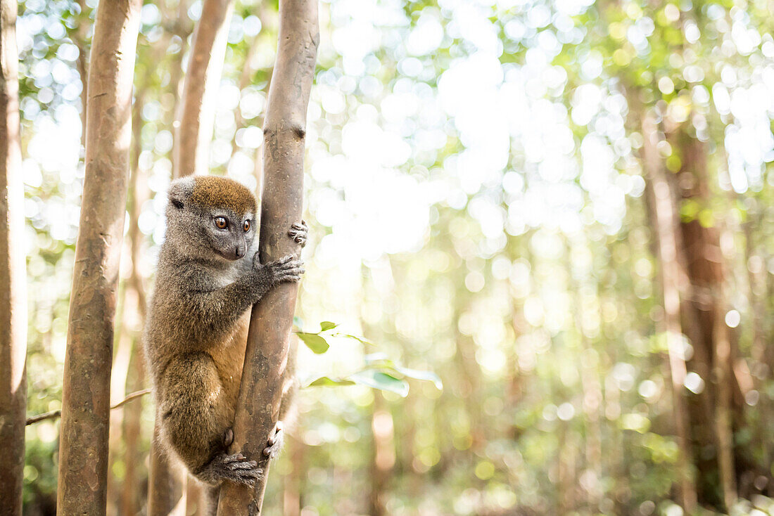 Grauer Bambus Lemur (Hapalemur), Lemur Island, Andasibe, Ost-Madagaskar, Afrika