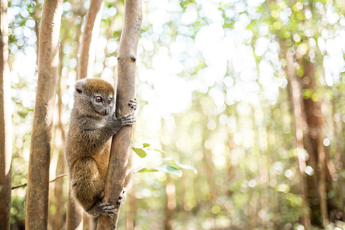 Grey bamboo lemur (Hapalemur), Lemur Island, Andasibe, Eastern Madagascar, Africa