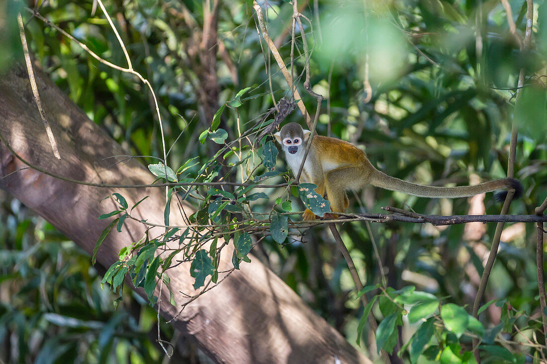 Adult common squirrel monkey (Saimiri sciureus), in the Pacaya-Samiria Nature Reserve, Loreto, Peru, South America