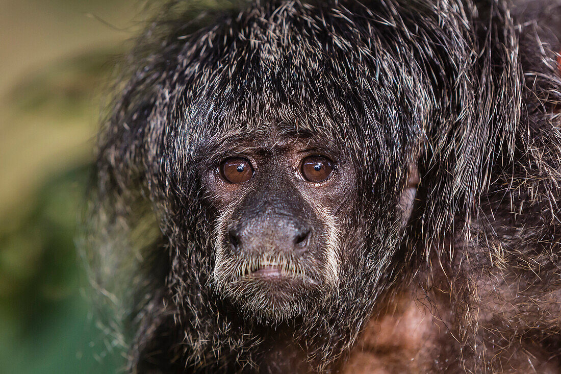 Captive adult Monk saki (Pithecia monachus), San Francisco Village, Loreto, Peru, South America