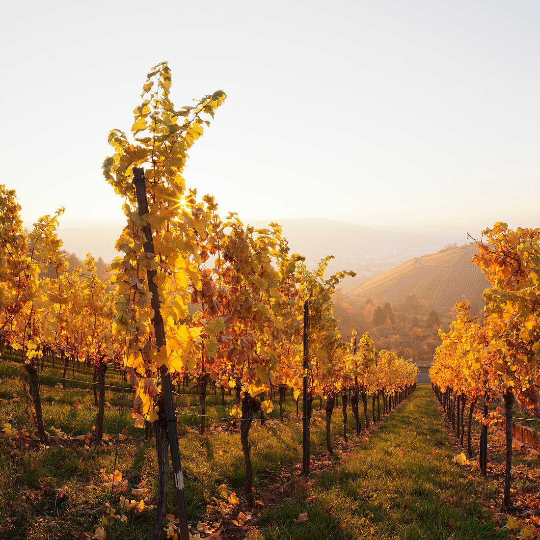 Vineyards in autumn at sunset, Stuttgart, Baden-Wurttemberg, Germany, Europe