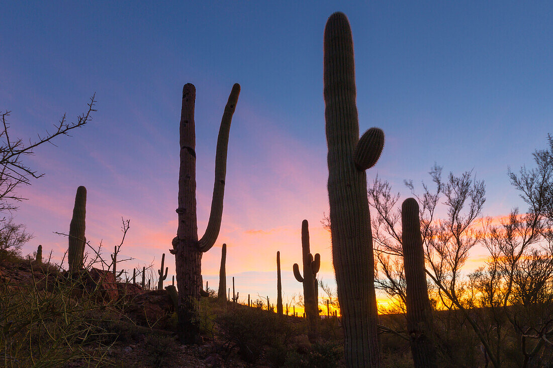 Riesen-Saguaro-Kaktus (Carnegiea gigantea) im Morgengrauen im Sweetwater Preserve, Tucson, Arizona, Vereinigte Staaten von Amerika, Nordamerika