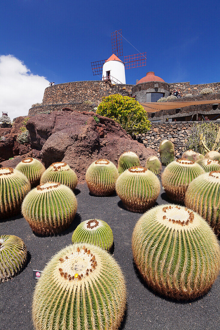 Cactus garden Jardin de Cactus by Cesar Manrique, wind mill, UNESCO Biosphere Reserve, Guatiza, Lanzarote, Canary Islands, Spain, Atlantic, Europe