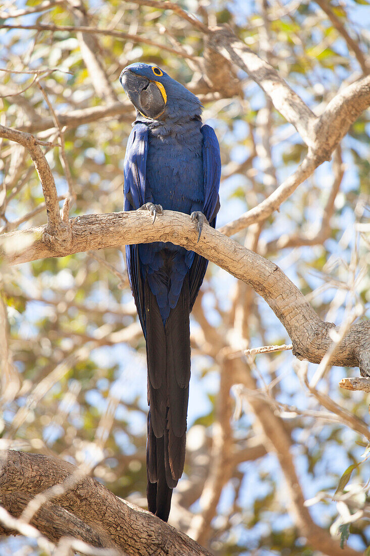 Hyazinthen macaw (Anodorhynchus hyacinthinus) (hyazinthischer macaw), Brasilien, Südamerika
