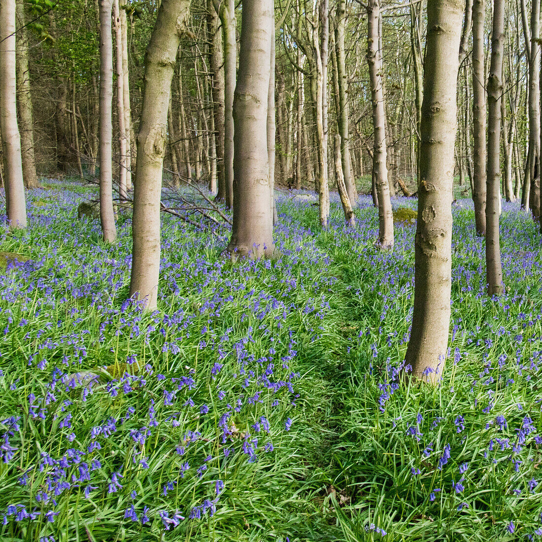 Bluebells, Riffa Wood, in der Nähe von Harrogate, Yorkshire, England, Großbritannien, Europa