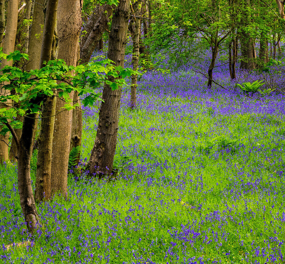 Bluebells, High Littleton Woods, Somerset, England, Großbritannien, Europa