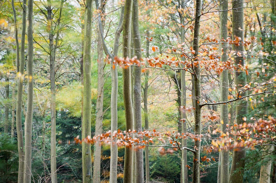 Bäume, Herbst, Leigh Woods, Bristol, England, Großbritannien, Europa