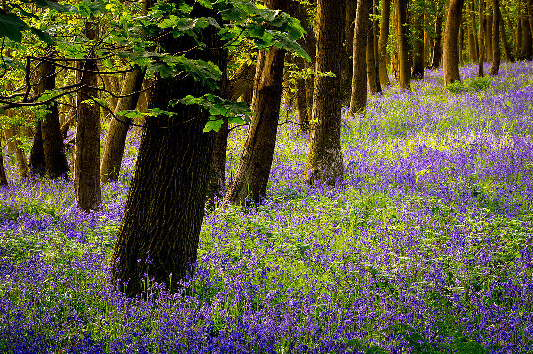 Bluebells, High Littleton Woods, Somerset, England, Großbritannien, Europa