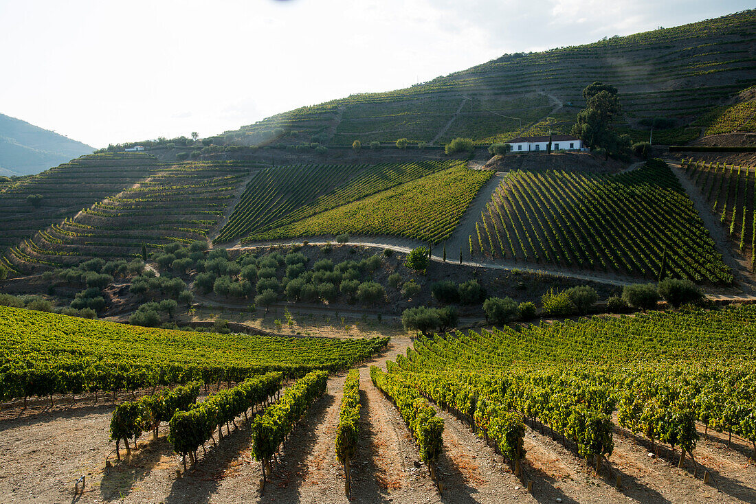 Grape vines ripening in the sun at a vineyard in the Alto Douro region, Portugal, Europe