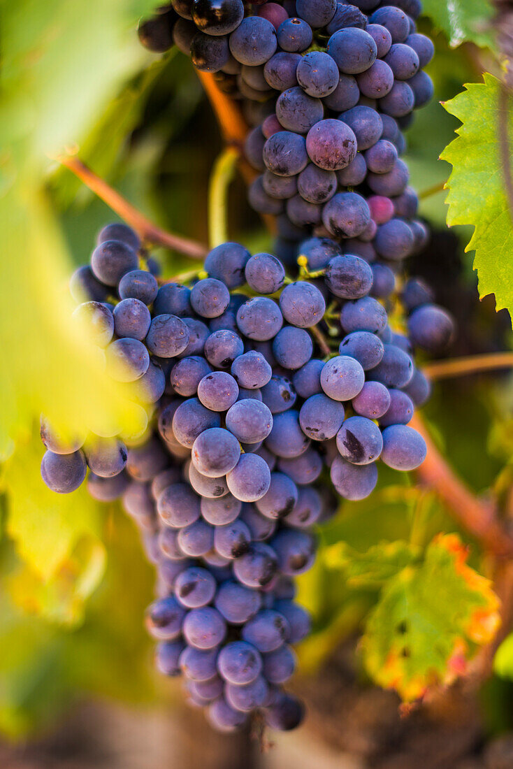 Trauben reifen in der Sonne auf einem Weinberg in der Alto Douro Region, Portugal, Europa