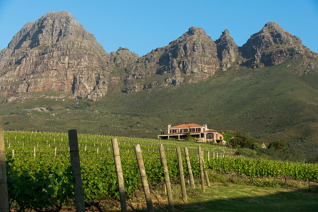 Weinberge in der Nähe von Stellenbosch im Westkap, Südafrika, Afrika