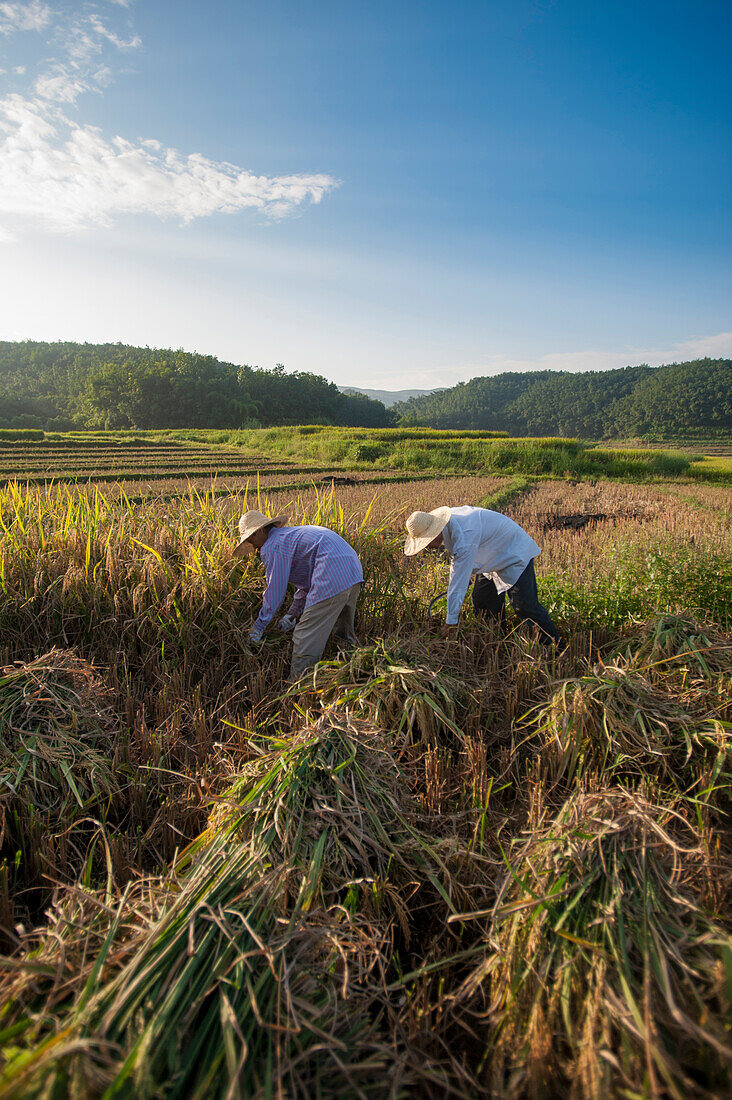 Farmers harvesting rice in the southern Yunnan Province, China, Asia