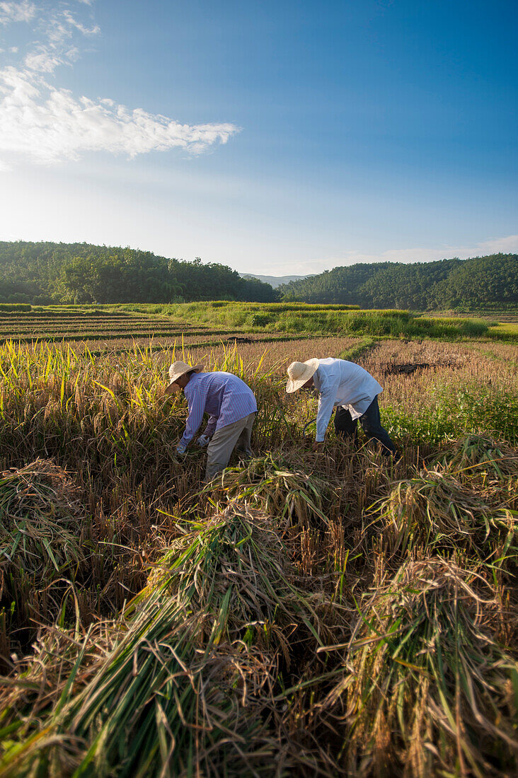 Landwirte ernten Reis in der südlichen Provinz Yunnan, China, Asien