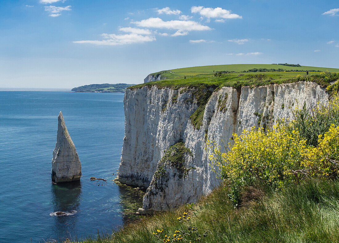 The Chalk cliffs of Ballard Down with The Pinnacles Stack in Swanage Bay, near Handfast Point, Isle of Purbeck, Jurassic Coast, UNESCO World Heritage Site, Dorset, England, United Kingdom, Europe