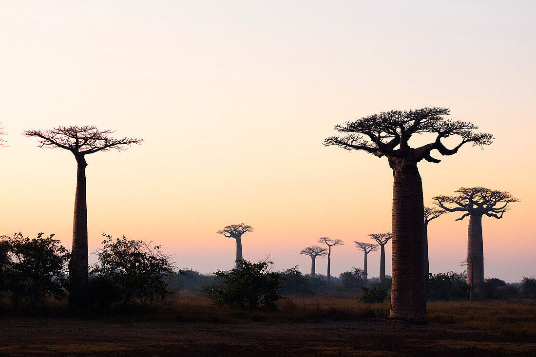 Allee de Baobab (Adansonia), bei Sonnenaufgang, Westgebiet, Madagaskar, Afrika