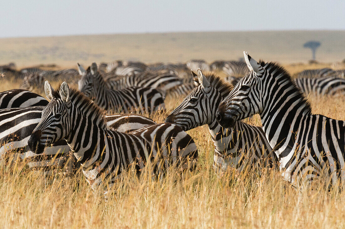 Ebenen Zebras (Equus quagga), Masai Mara, Kenia, Ostafrika, Afrika