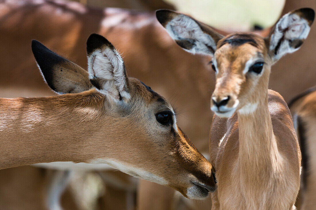 Impala (Aepyceros melampus), Nakuru Nationalpark, Kenia, Ostafrika, Afrika