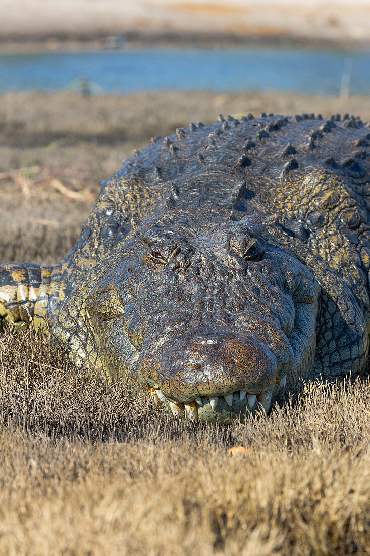 Nilkrokodil (Crocodylus niloticus), Chobe River, Botsuana, Afrika