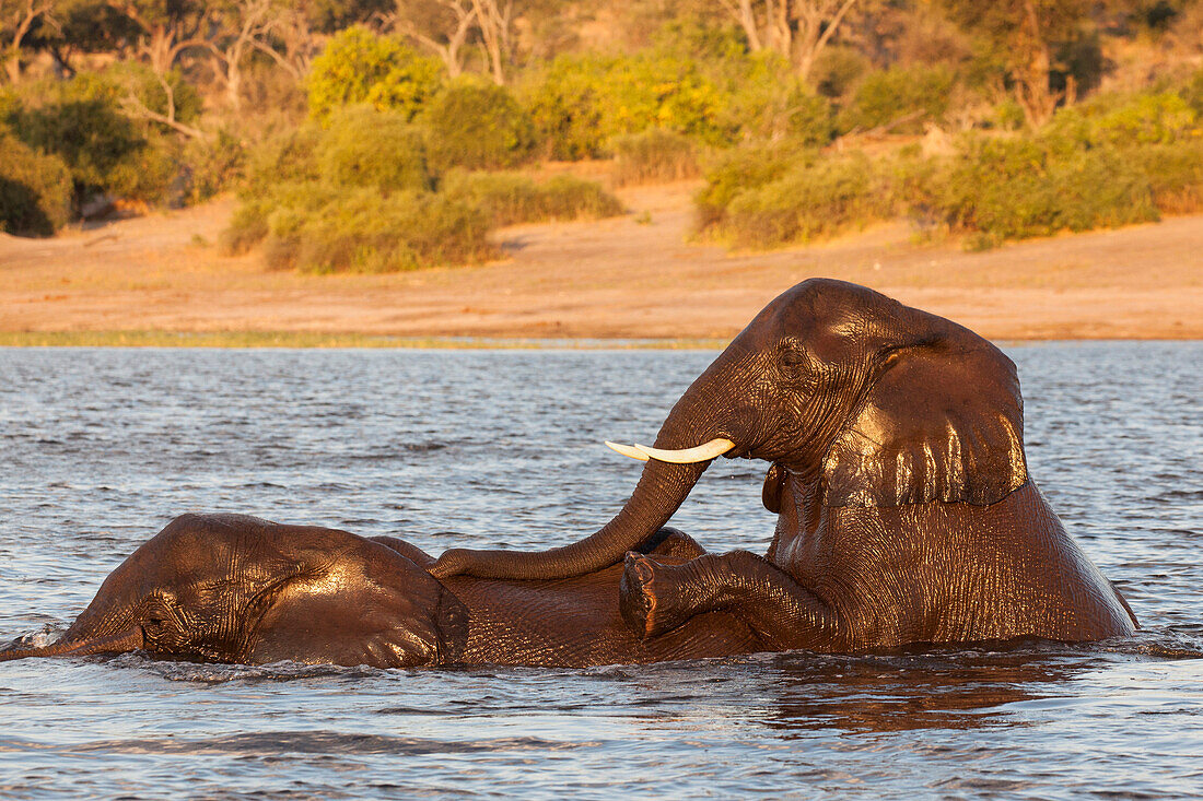 African elephant (Loxodonta africana) playing in river, Chobe River, Botswana, Africa