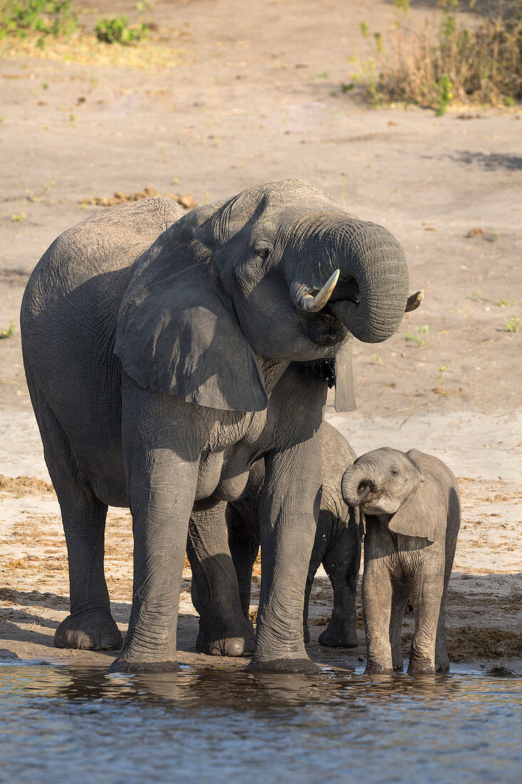 Afrikanische Elefanten (Loxodonta africana) trinken am Fluss, Chobe River, Botswana, Afrika
