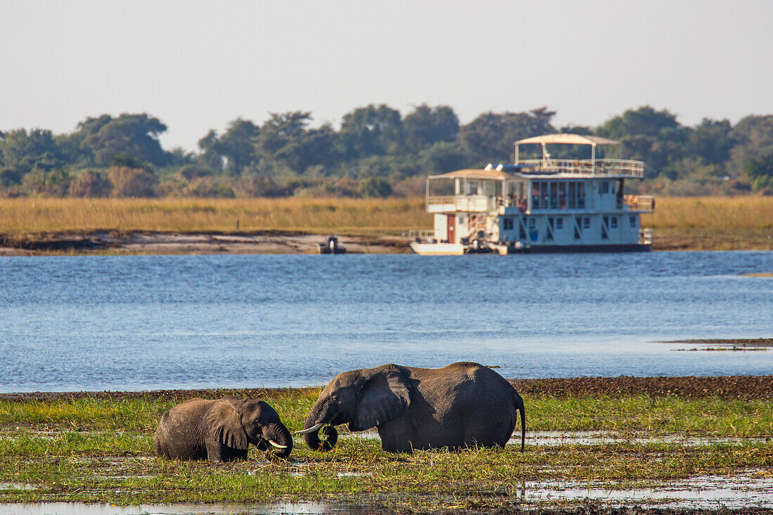 African elephants (Loxodonta africana) grazing, Chobe River, Botswana, Africa