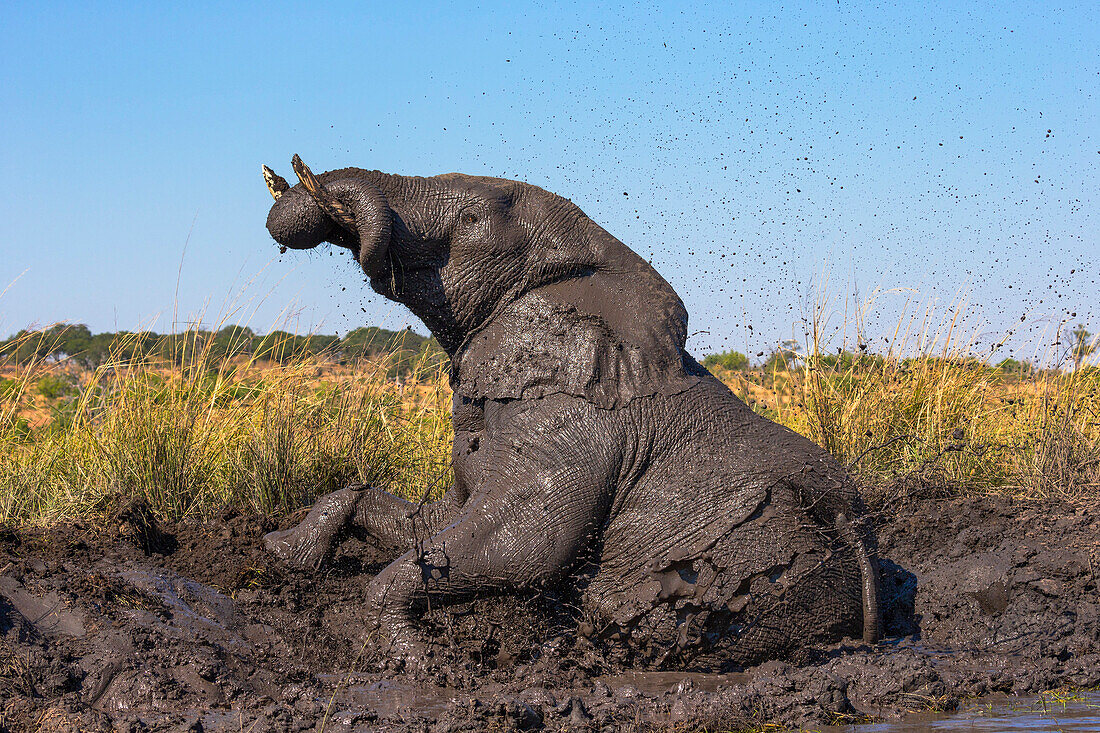 Afrikanischer Elefant (Loxodonta africana) Schlammband, Chobe River, Botswana, Afrika