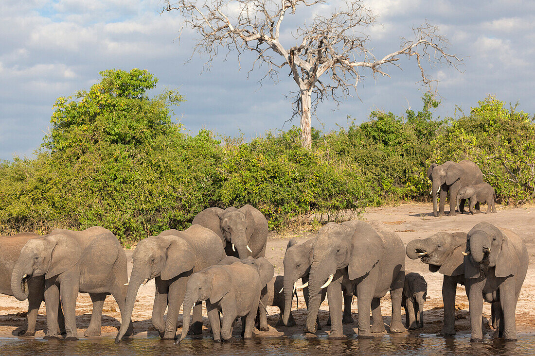 Afrikanische Elefanten (Loxodonta africana) trinken am Fluss, Chobe River, Botswana, Afrika