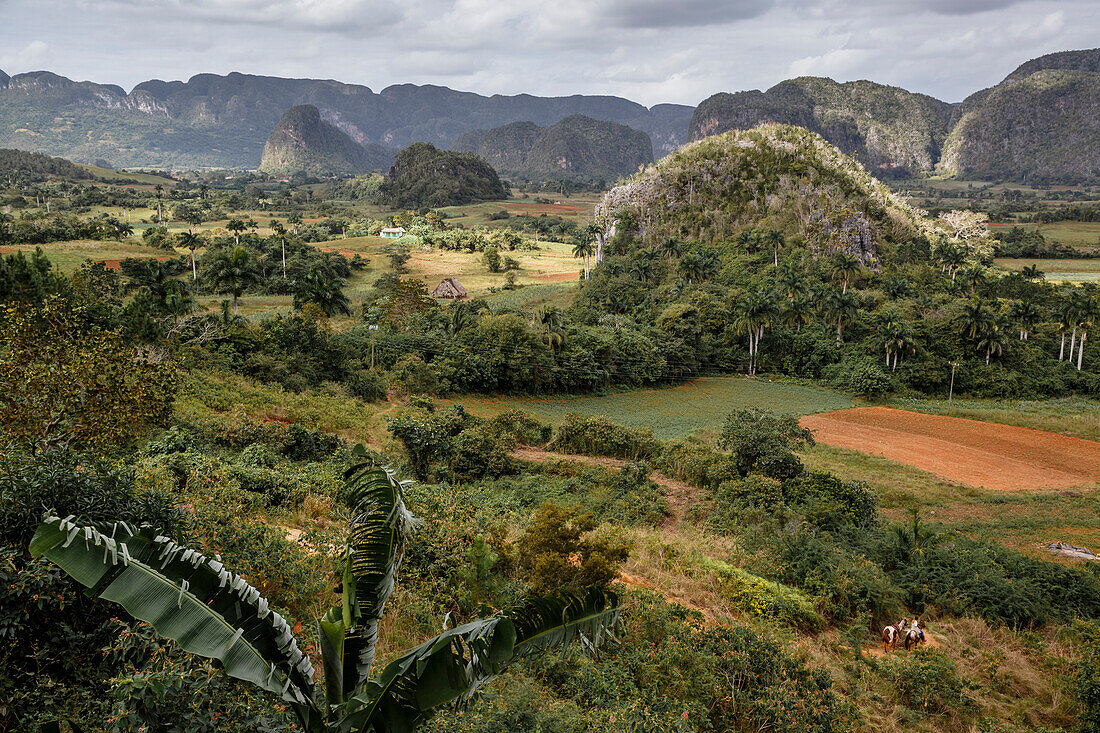 Mogotes in the Vinales Valley, UNESCO World Heritage Site, Pinar del Rio, Cuba, West Indies, Caribbean, Central America