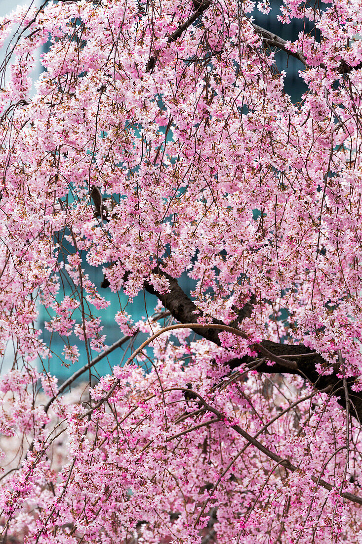 Schöne Kirschblüte in voller Blüte in Tokyo Imperial Palace East Gardens, Tokio, Japan, Asien