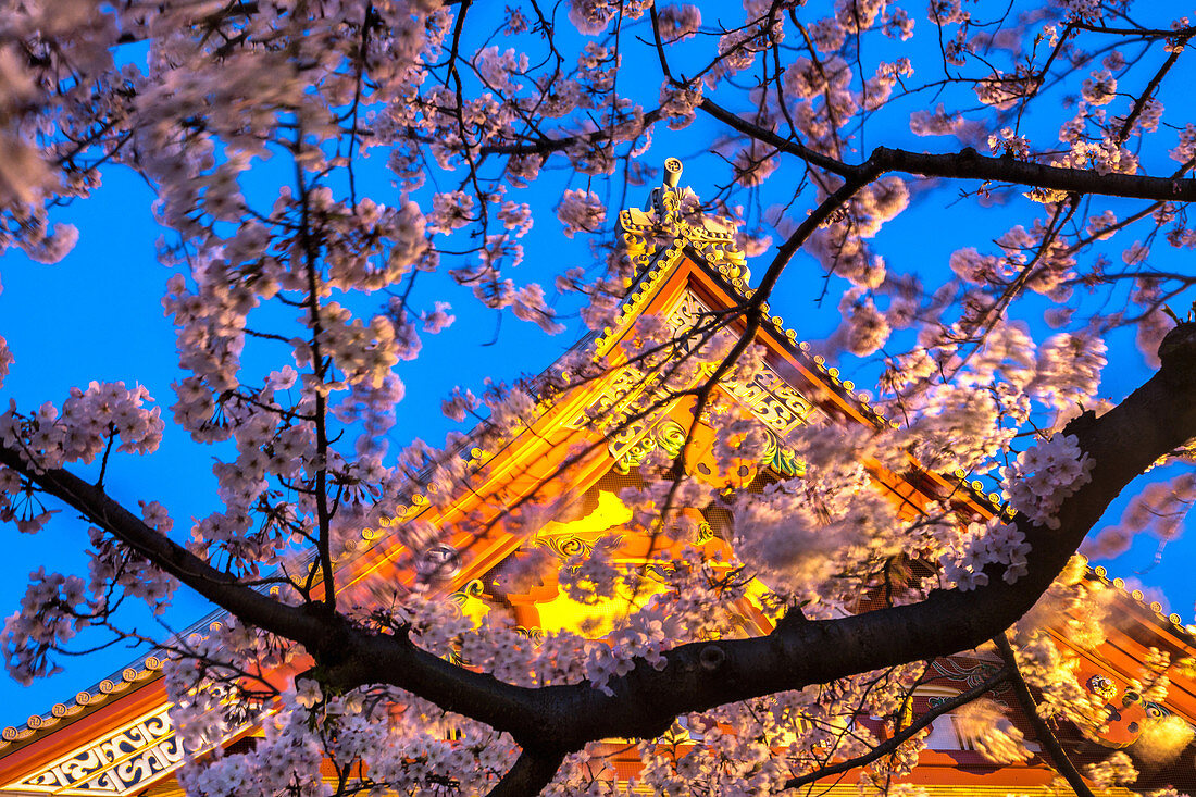 Sensi-ji Temple in Tokyo at night, seen through cherry blossom, Tokyo, Japan, Asia