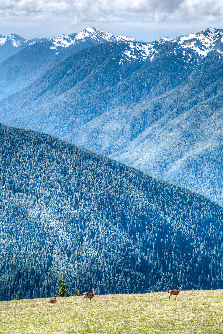 Hurricane Ridge, Olympic National Park, UNESCO World Heritage Site, Washington, United States of America, North America