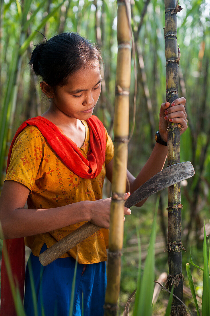 A girl harvests sugarcane in the Rangamati District, Chittagong Hill Tracts, Bangladesh, Asia