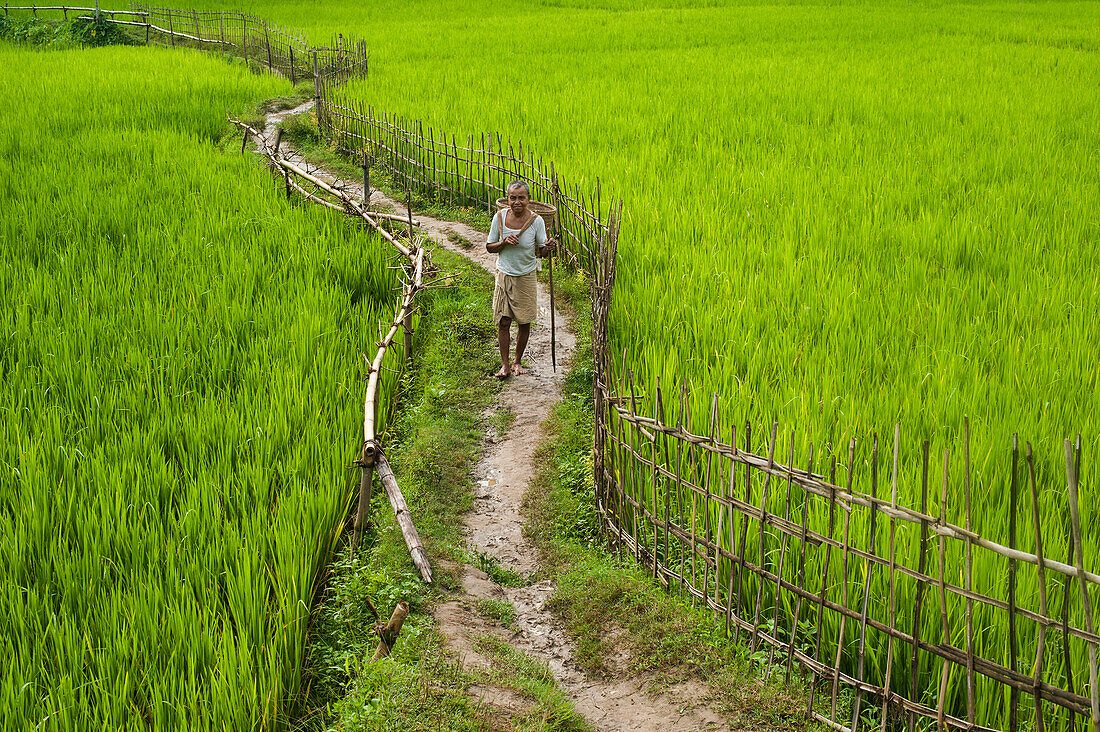 Ein Weg durch die Reisfelder in den Chittangong Hill Tracts, Bangladesch, Asien
