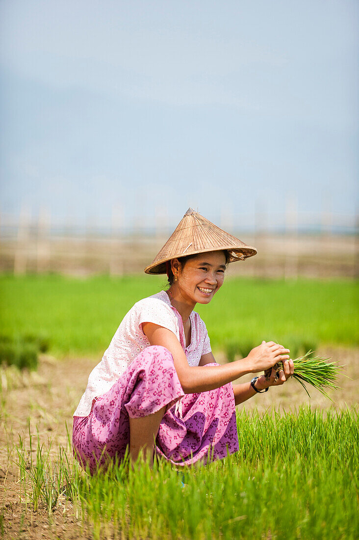 Eine Frau erntet den jungen Reis in Bündel, die mit weiteren Felsblättern wieder beabstandet werden, um den Reis zu wachsen, Kachin State, Myanmar (Burma), Asien