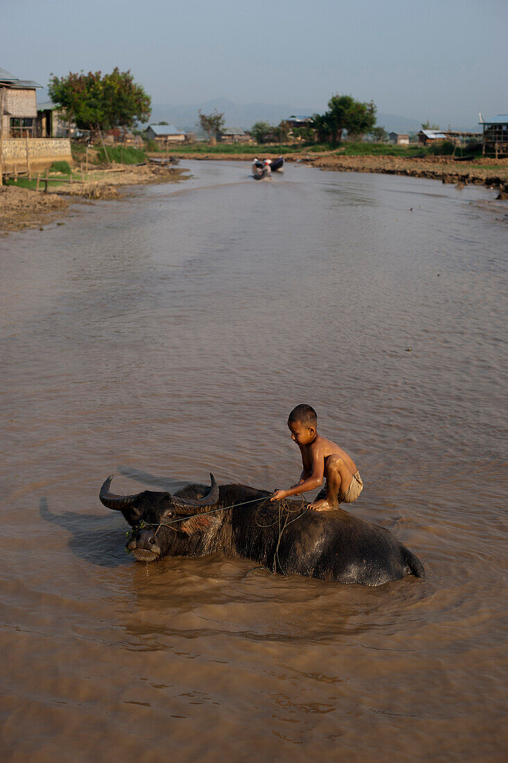 A boy takes his buffalo into Inle Lake for a wash, Shan State, Myanmar (Burma), Asia