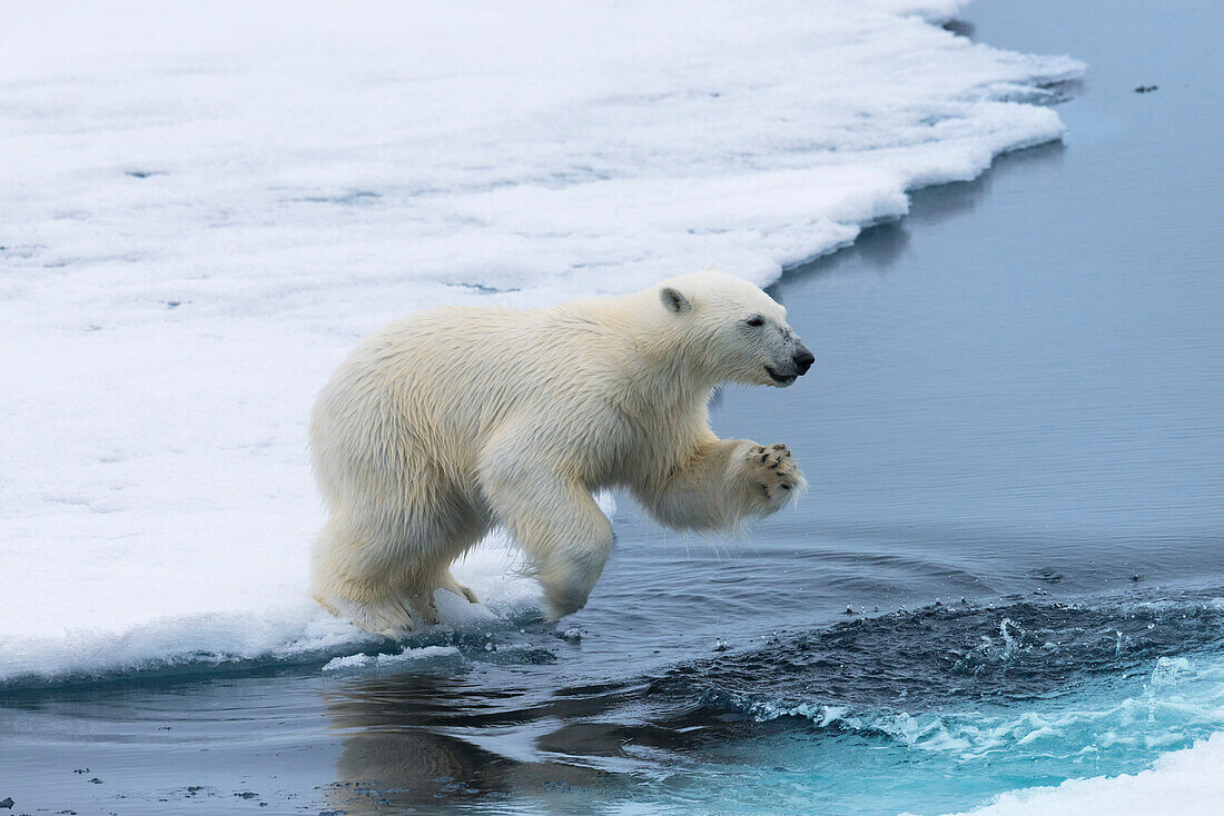 Eisbärjunges (Ursus maritimus) springt über das Wasser, Spitzbergen Island, Svalbard Archipel, Arktis, Norwegen, Skandinavien, Europa