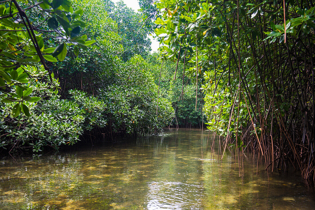 Crystal clear water in the Utwe lagoon, UNESCO Biosphere Reserve, Kosrae, Federated States of Micronesia, South Pacific