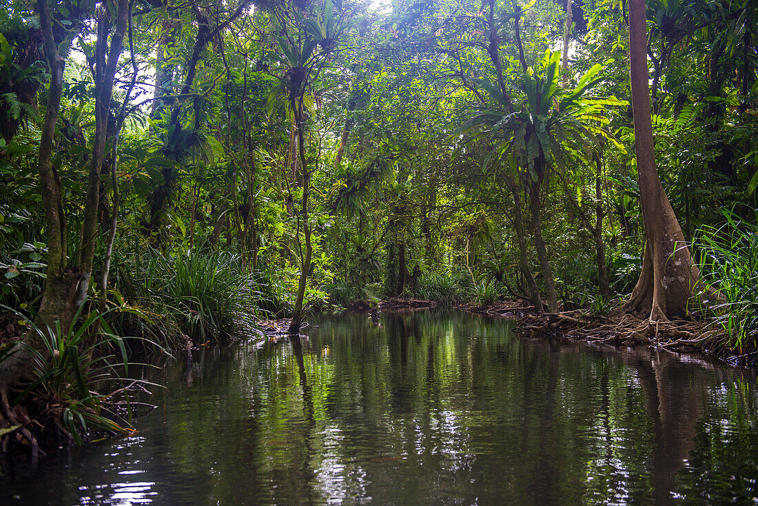 Yela Ka Waldschutzgebiet von Ka Bäumen (Terminalia carolinensis) im Yela-Tal, Kosrae, Föderierte Staaten von Mikronesien, Südpazifik