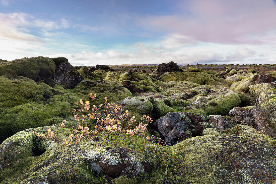 Moss heath vegetation on lava boulder field, South Iceland, Polar Regions