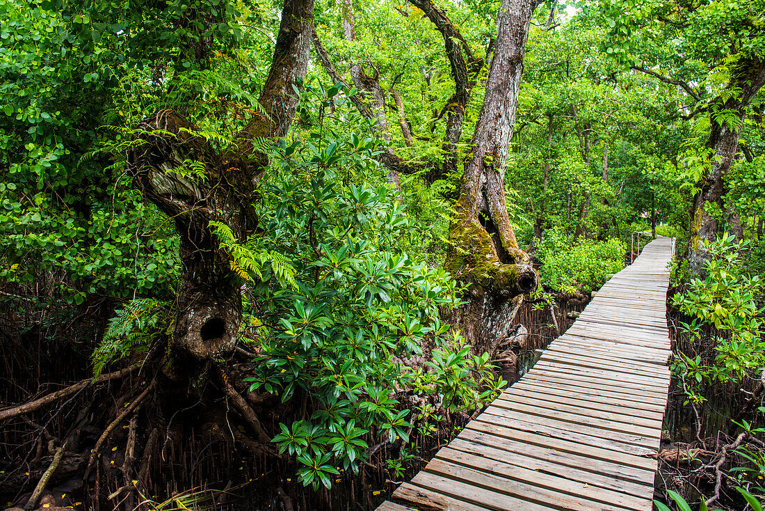 Long pier over a swamp, Kosrae, Federated States of Micronesia, South Pacific