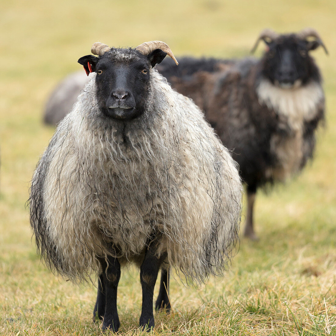 Isländische Schafe, Kirkjufell, Island, Polarregionen