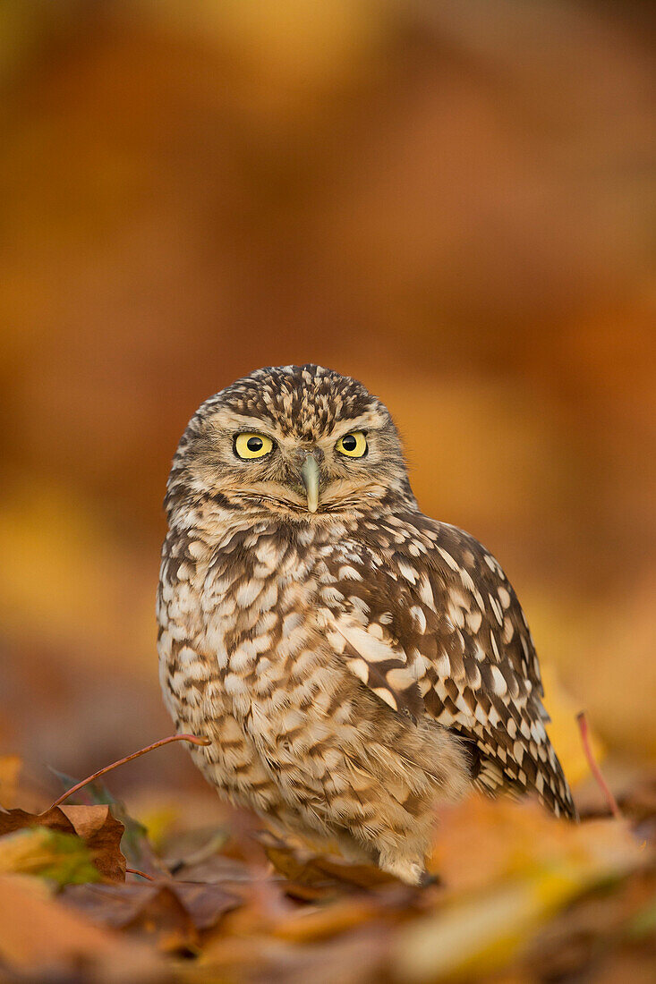 Burrowing owl (Athene cunicularia), among autumn foliage, United Kingdom, Europe