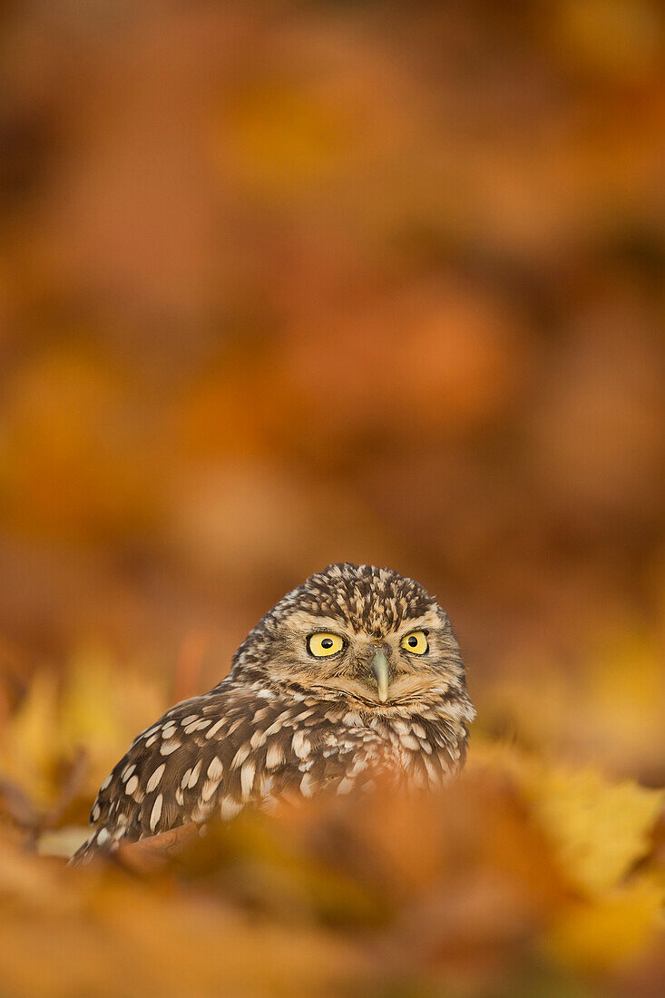 Burrowing Eule (Athene cunicularia), unter Herbstlaub, Großbritannien, Europa