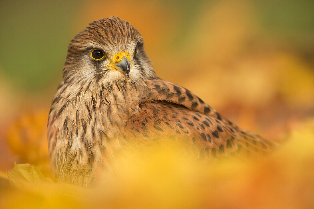 Gemeiner Turmfalke (Falco tinnunculus), unter Herbstlaub, Großbritannien, Europafoliage.