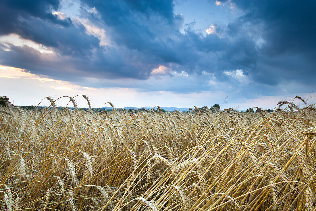 Barley Field (Hordeum vulgare L.) and clouds, near Vienna, Austria, Europe