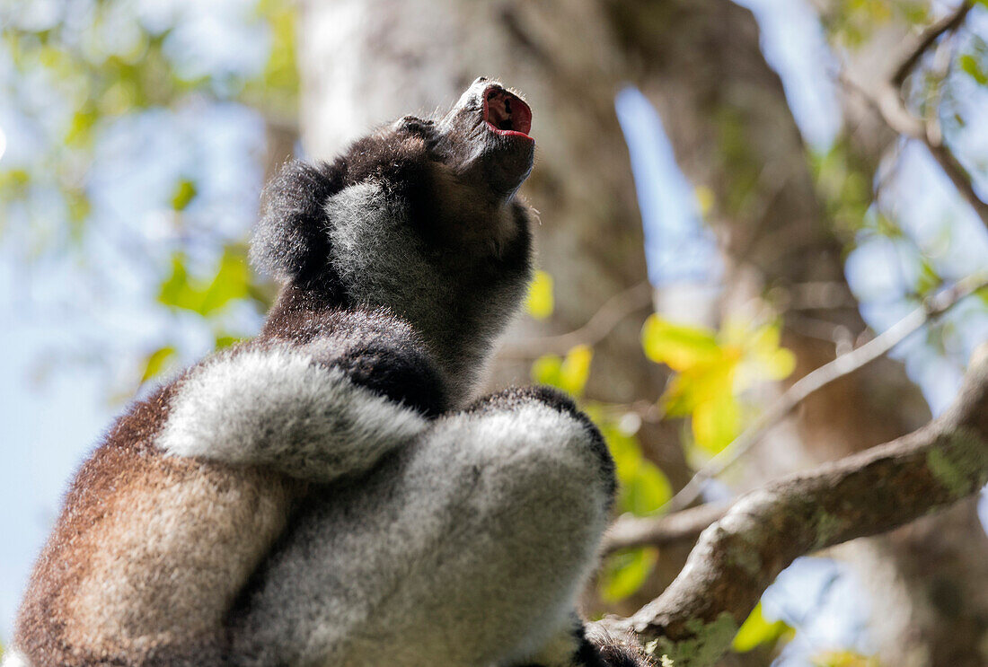 Heulen Indri lemur (Indri indri), Analamazaotra Spezialreservat, Andasibe, Zentralgebiet, Madagaskar, Afrika