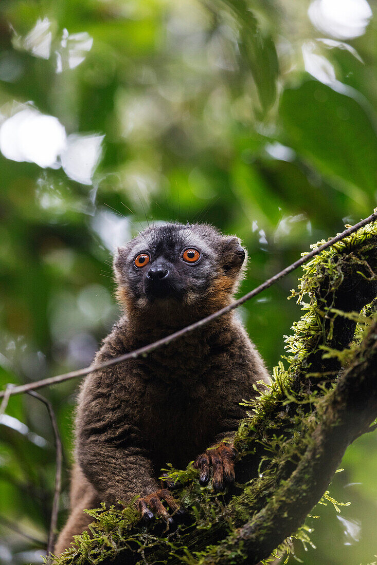 Rot-fronted brauner Lemur (Eulemur rufifrons), Nationalpark Ranomafana, zentraler Bereich, Madagaskar, Afrika