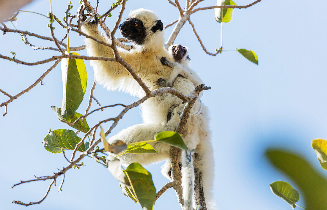 Verreaux's Sifaka (Propithecus verreauxi), Nationalpark Tsingy du Bemaraha, Westgebiet, Madagaskar, Afrika