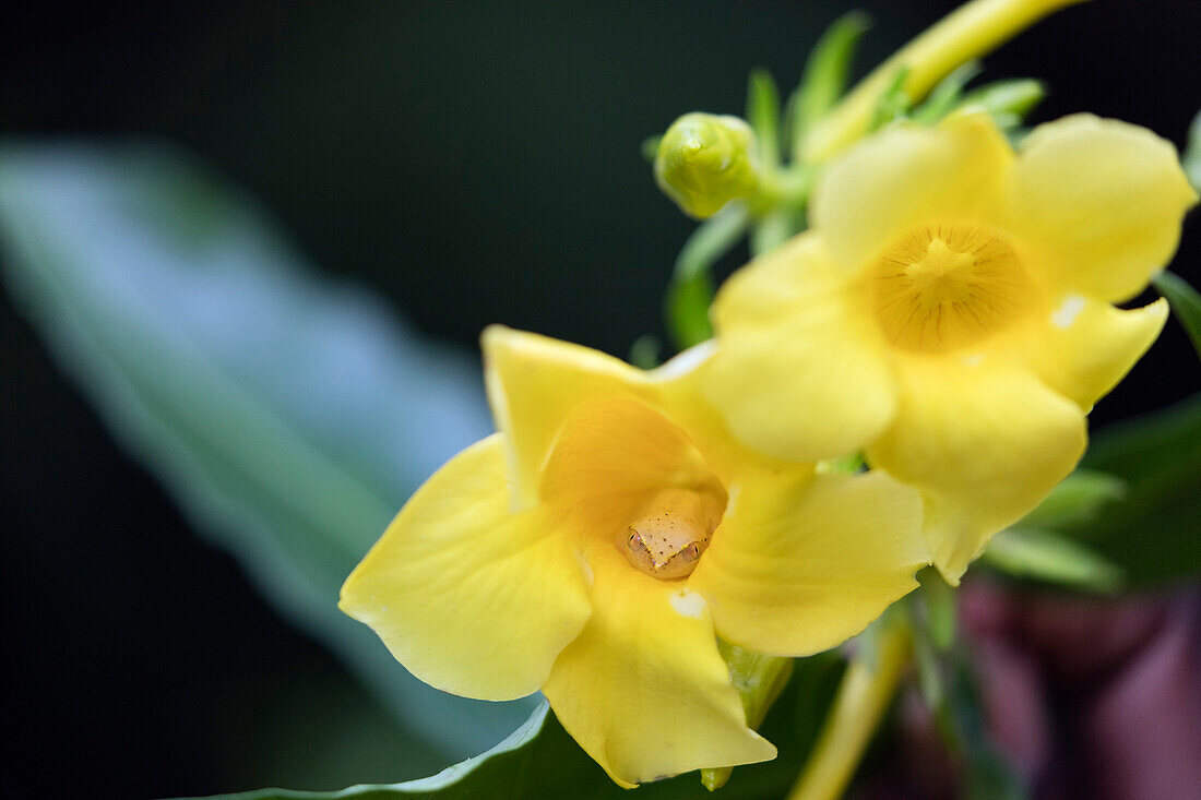 Heterixalus madagascariensis Frosch in einer Blume, Ivoloina Zoological Park, Tamatave, Madagaskar, Afrika